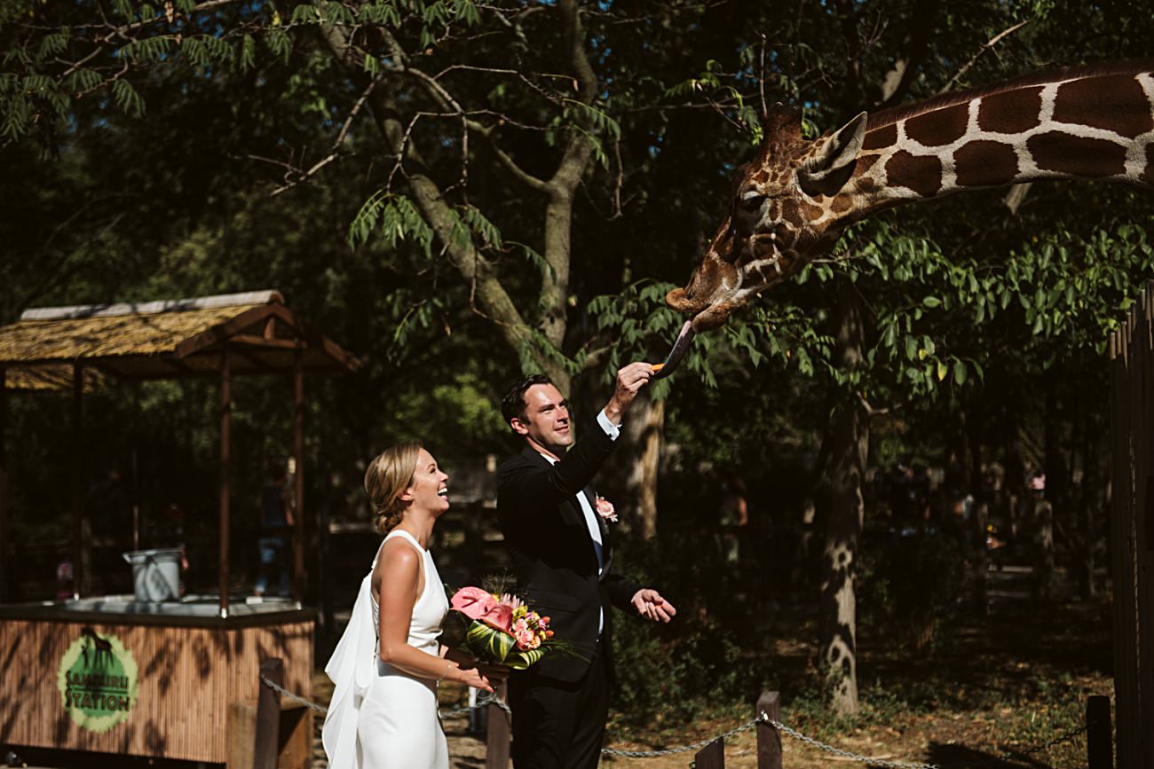 Bride and Groom feeding Giraffes