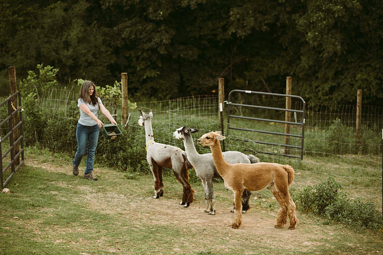 Alpaca Farm Counseling Center, therapist brand photos madison wi