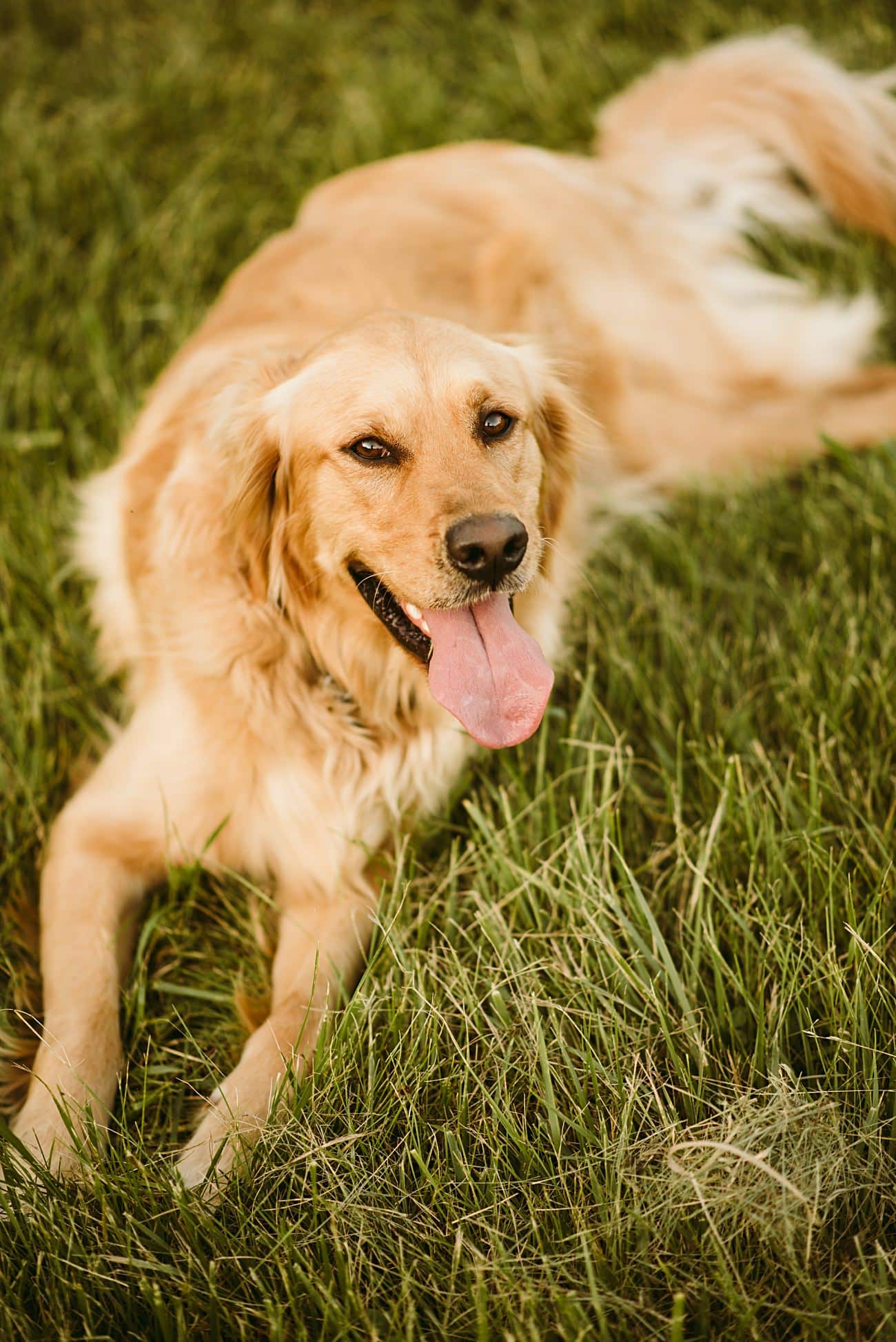 Dog Photography in Wisconsin