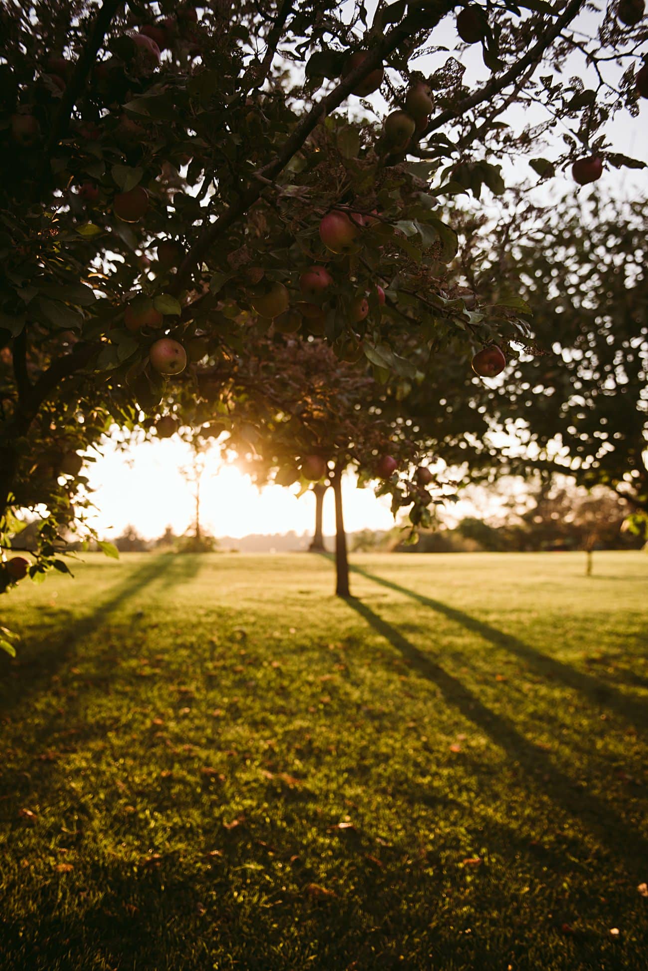 Apple Orchard Photography in Milwaukee Wisconsin