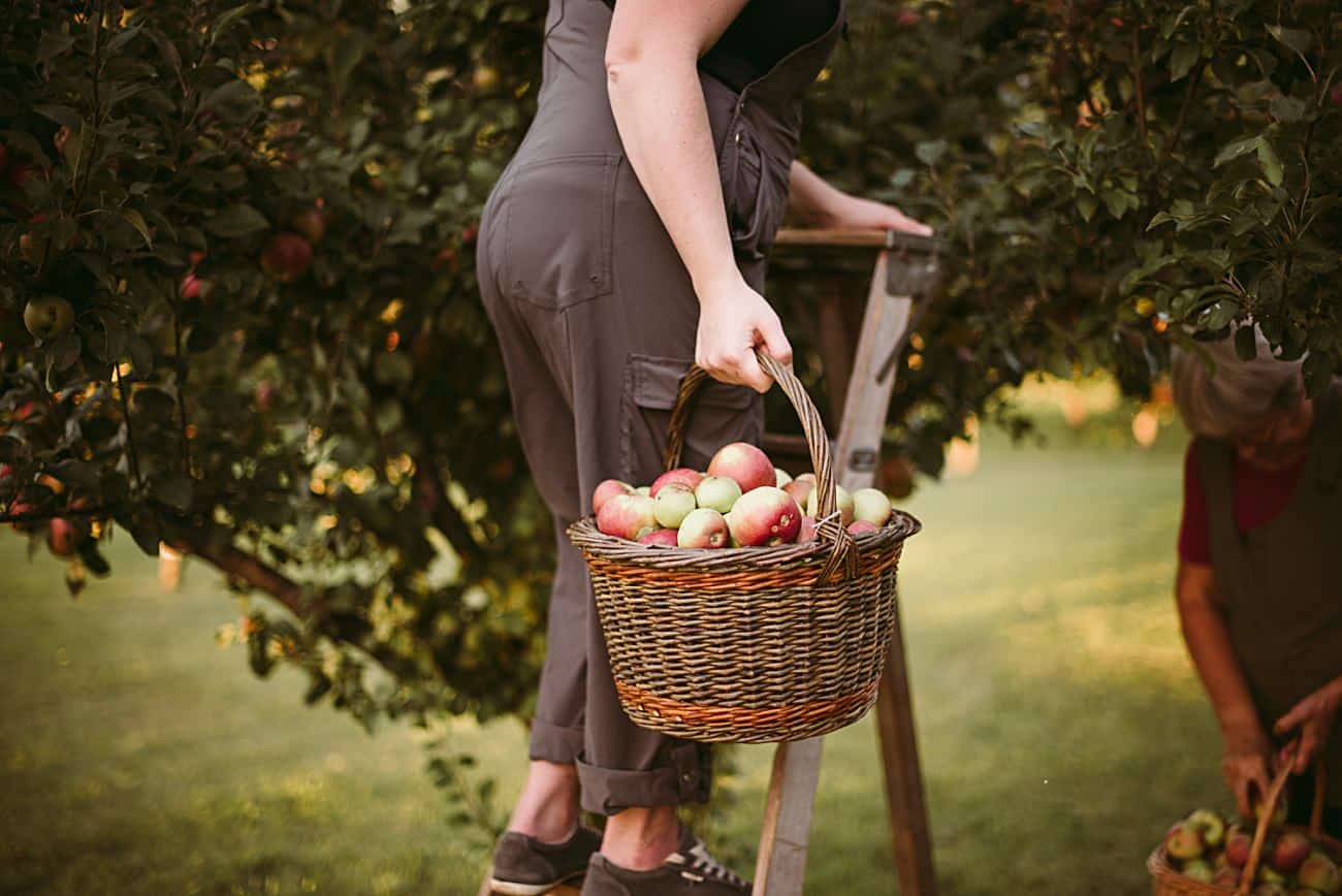 Apple Orchard Photography in Milwaukee Wisconsin