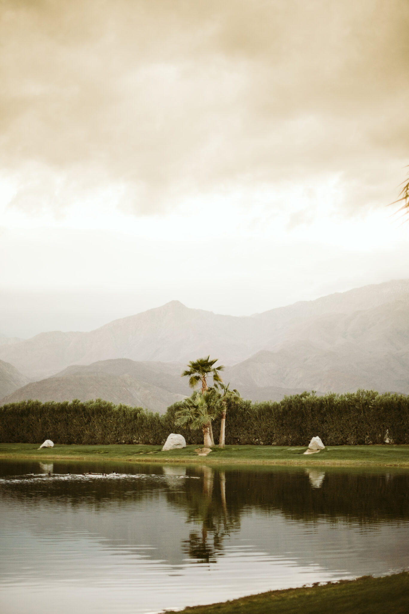 A calm lake reflects a pair of palm trees, with green grass and bushes in the background. Mountains rise in the distance under a cloudy, golden sky—an idyllic elopement destination for couples seeking serene beauty.