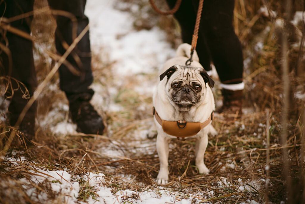 best wisconsin anniversary photographer, Winter Anniversary Session, Anniversary Session with Dogs