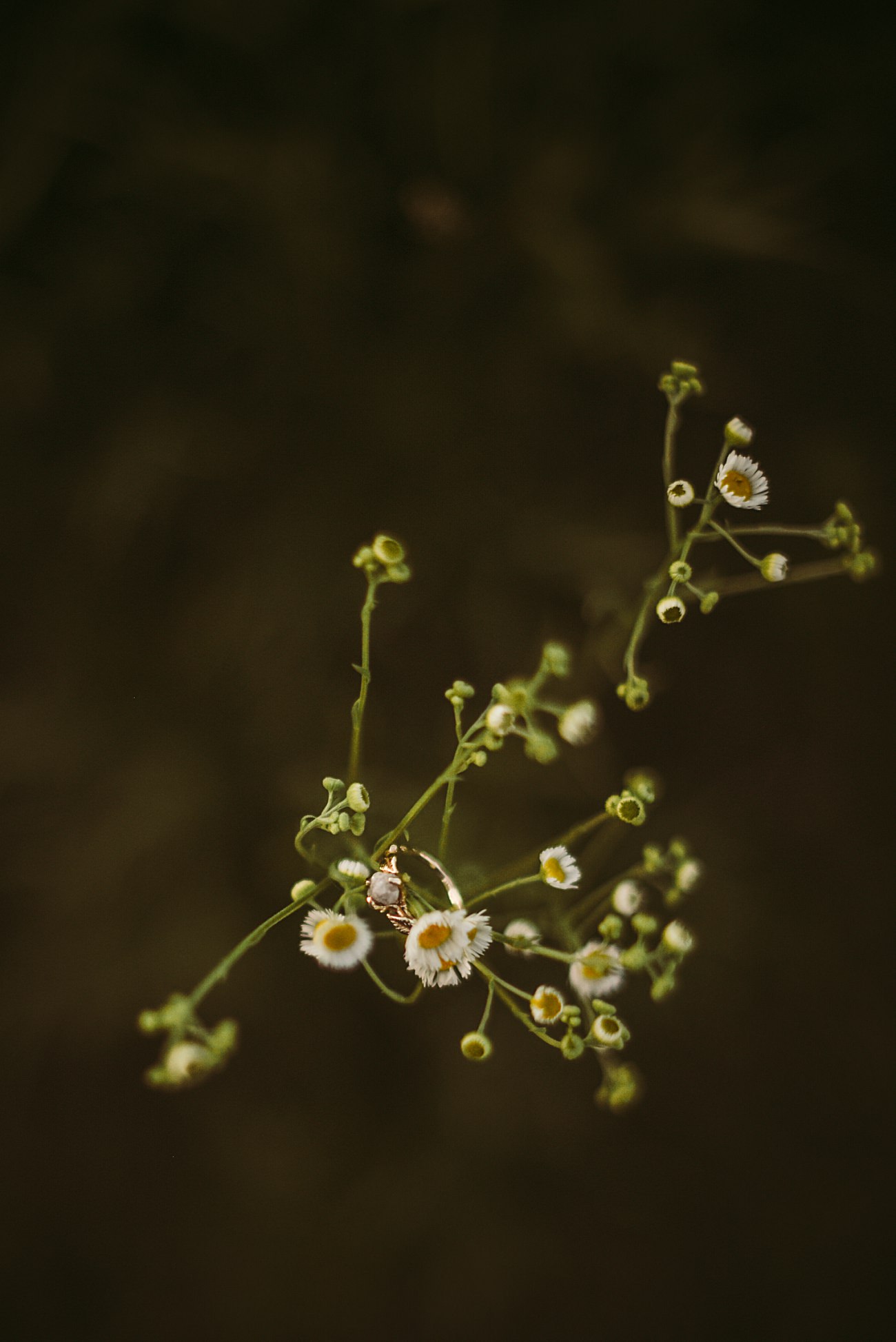 Chicago Area Engagement Session, Engagement Session with a Dog, Nature Center Engagement